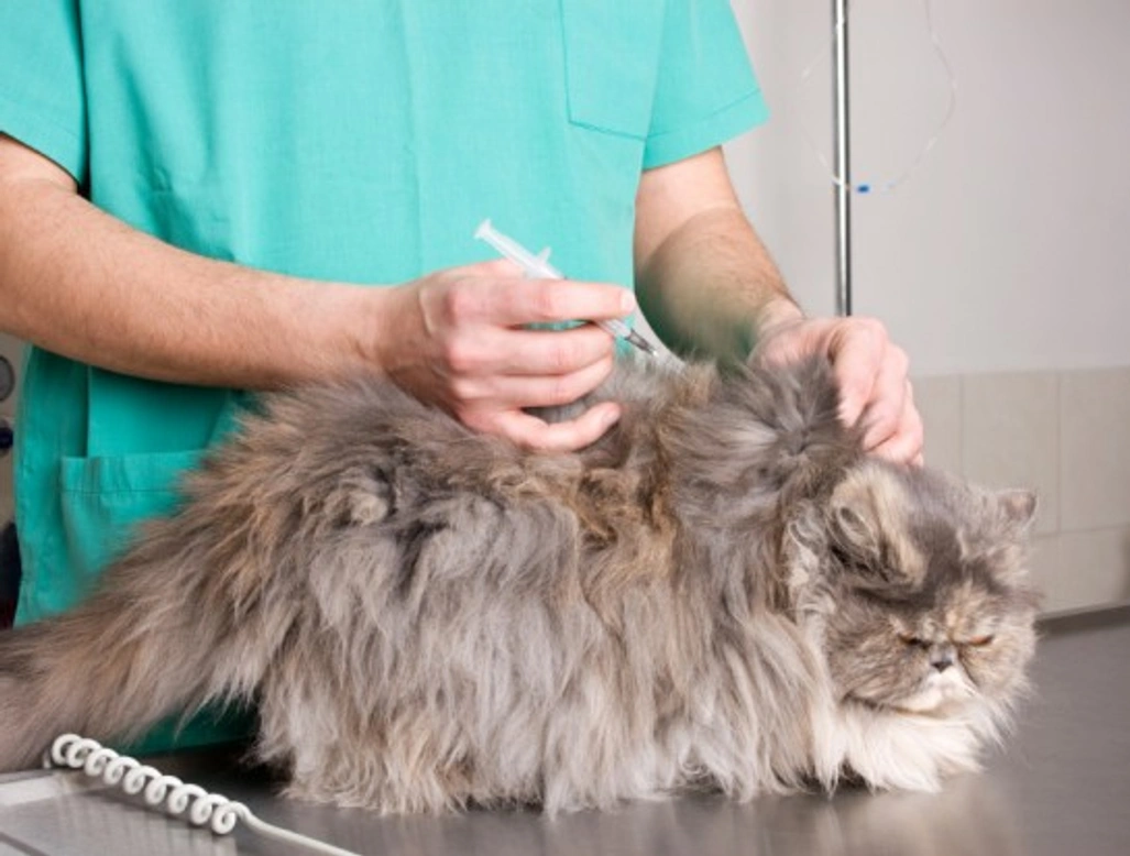 Diabetes Mellitus in Cats: Symptoms, Treatment & Prevention