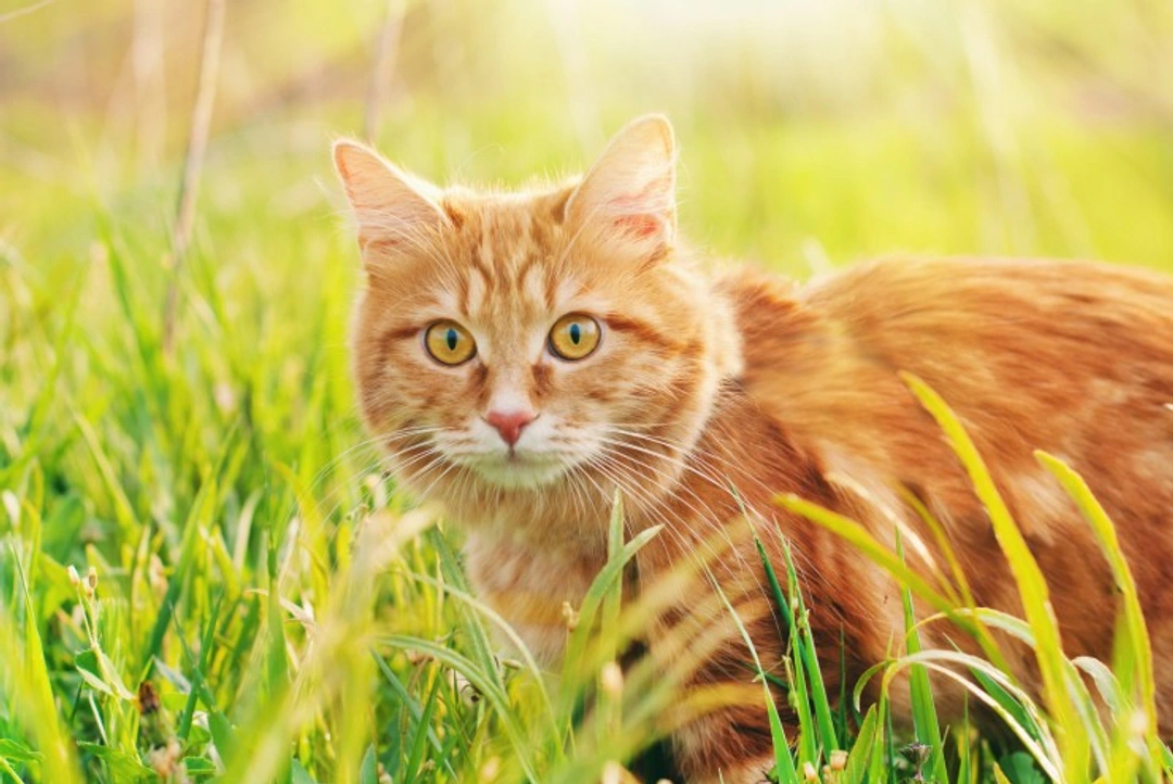 Feline Infectious Anaemia: What You Need to Know