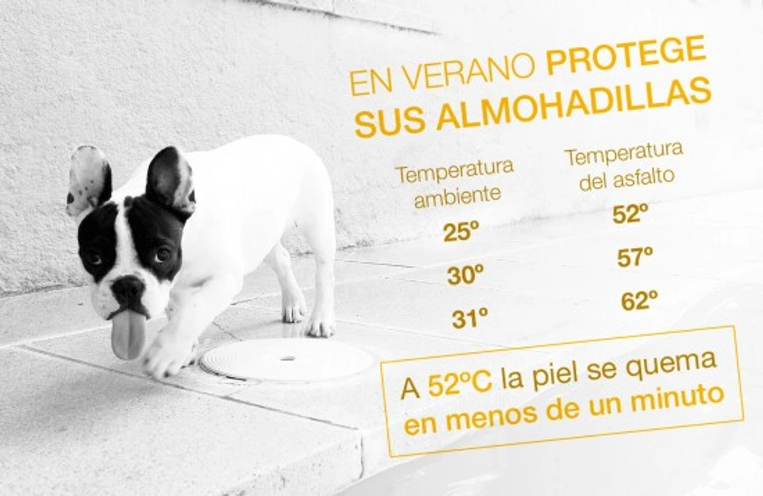 En verano, protege las almohadillas de tu perro