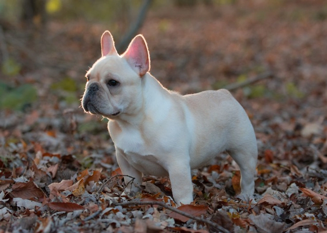 French Bulldog Puppy Dental Development: What to Expect