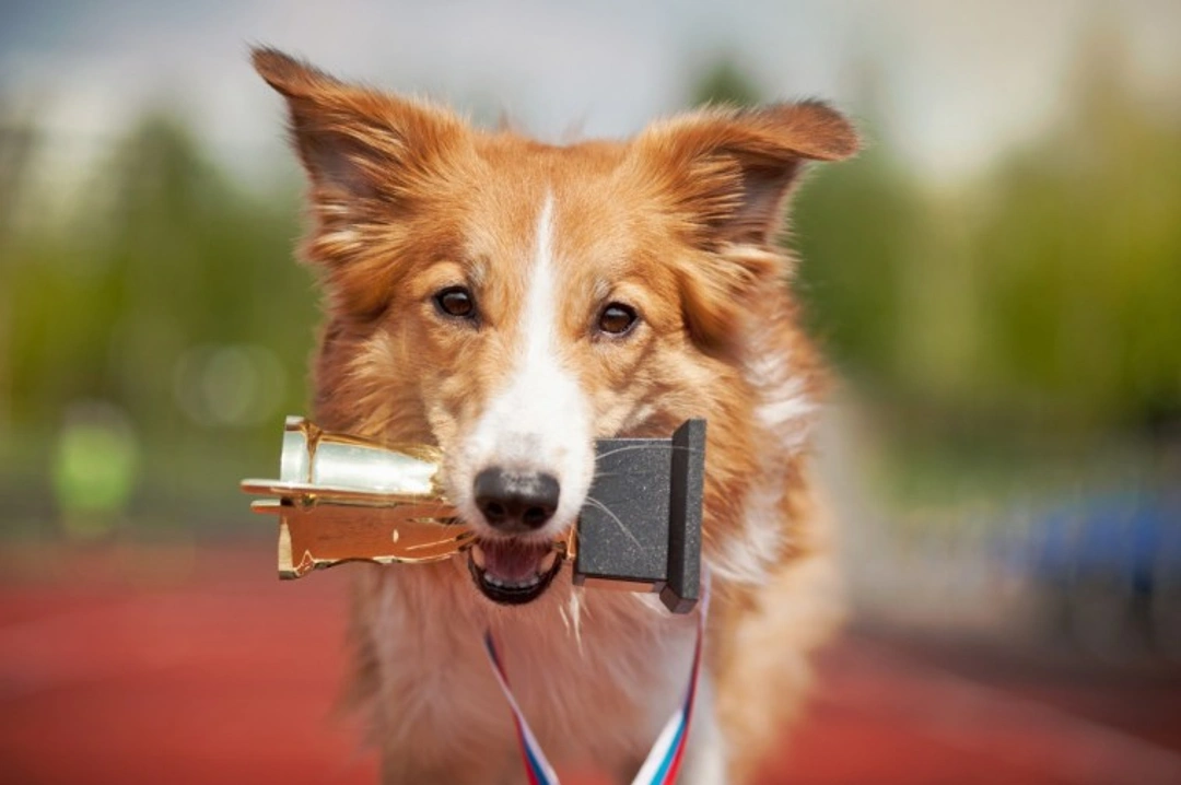 7 FAQs About Visiting Crufts 2025 Dog Show