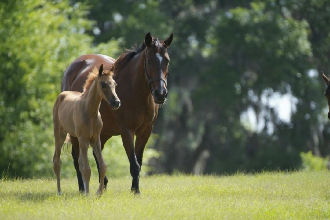 Should You Breed From Your Mare?