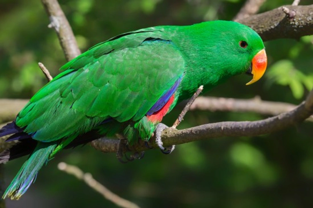 Complete Guide to Eclectus Parrot Care and Breeding