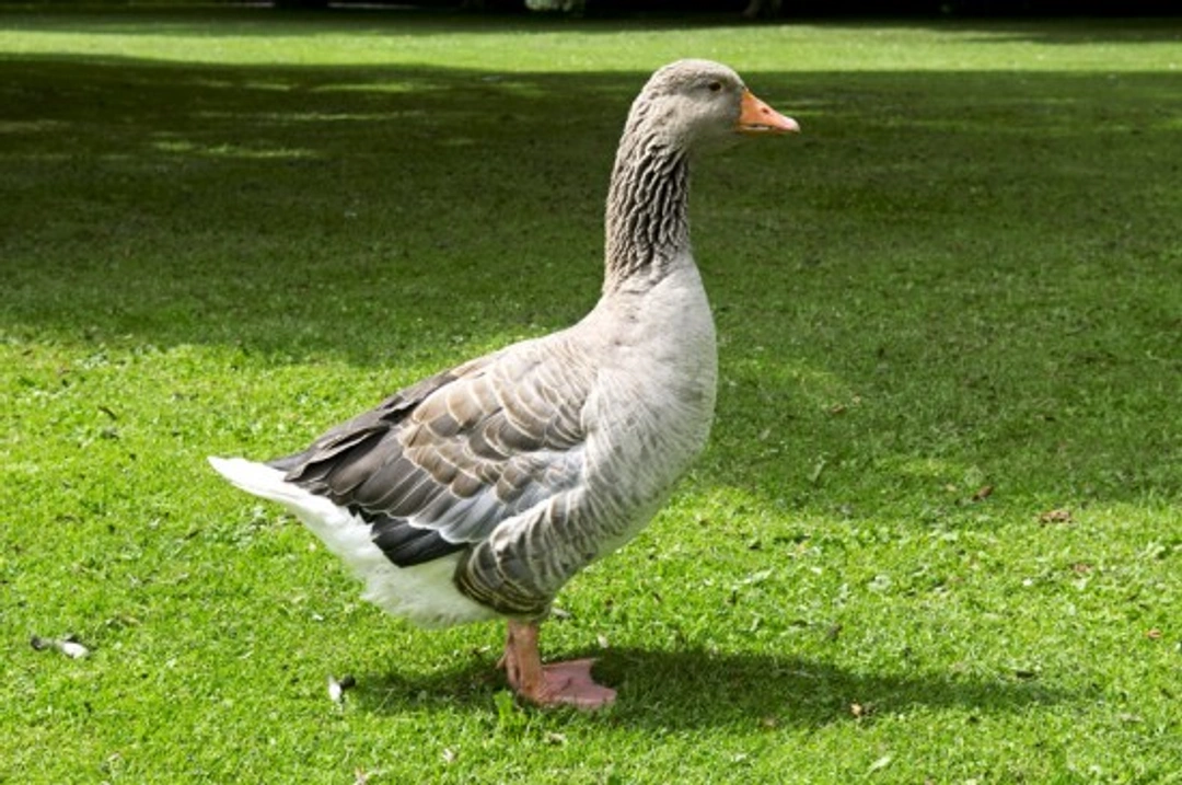 Geese as Pets: Complete Guide to Care & Housing