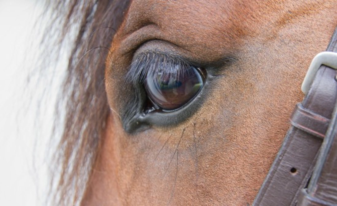 Recognising Eye Problems in Horses: Signs and Treatments