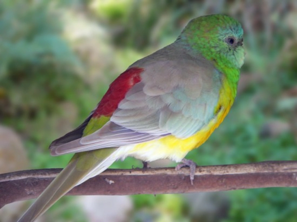 Red Rumped Parrot Care and Breeding Guide UK