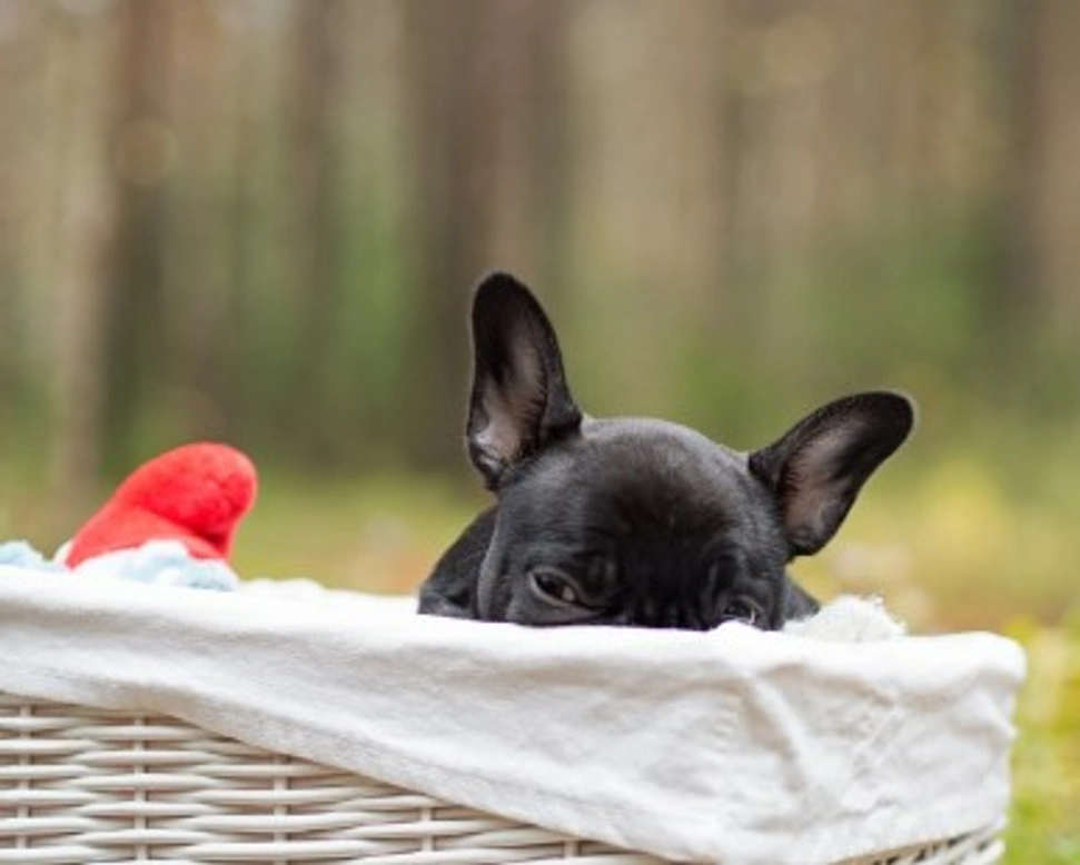 Adottare un Bouledogue blu: cose da sapere