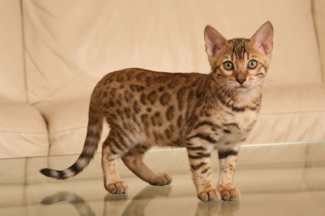 Is the Bengal Cat Right for You? Complete Care Guide