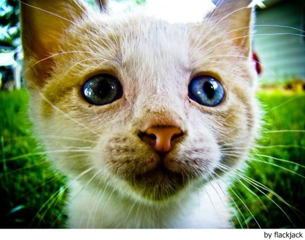 Mi mascota necesita un Psiquiatra