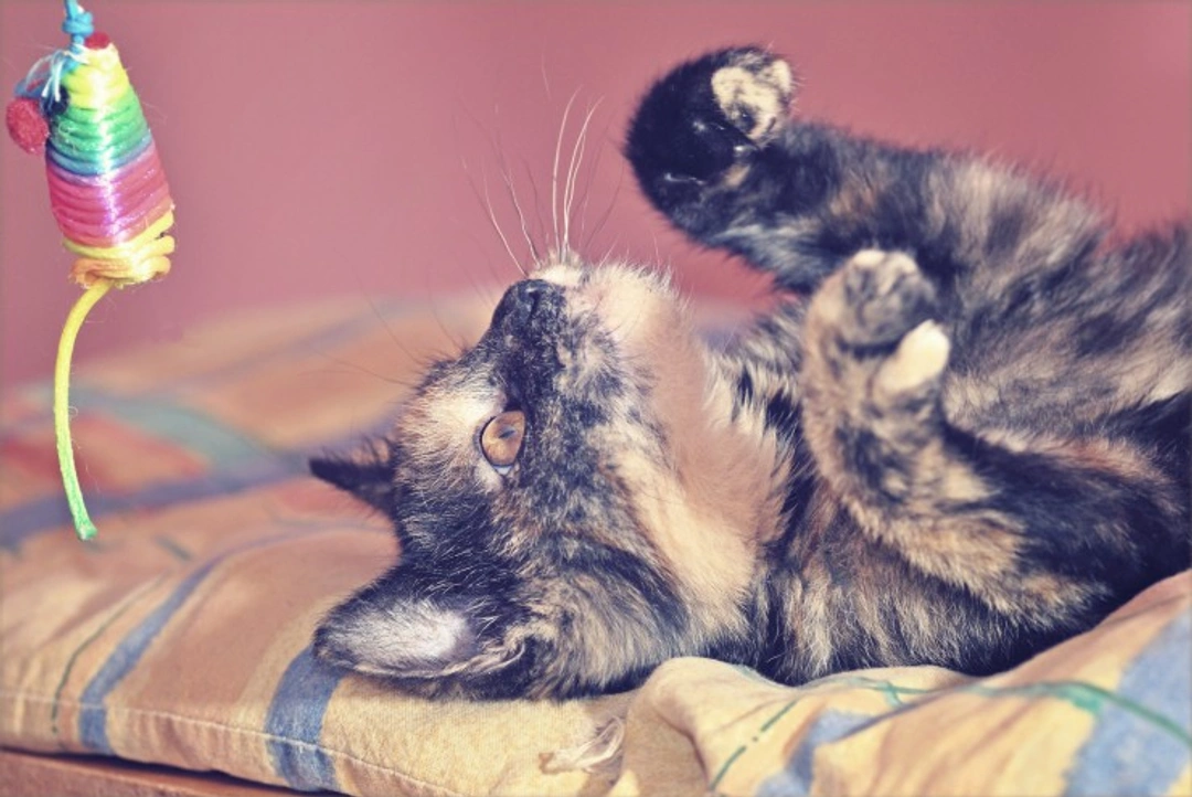 5 Key Reasons to Encourage Your Cat’s Playtime