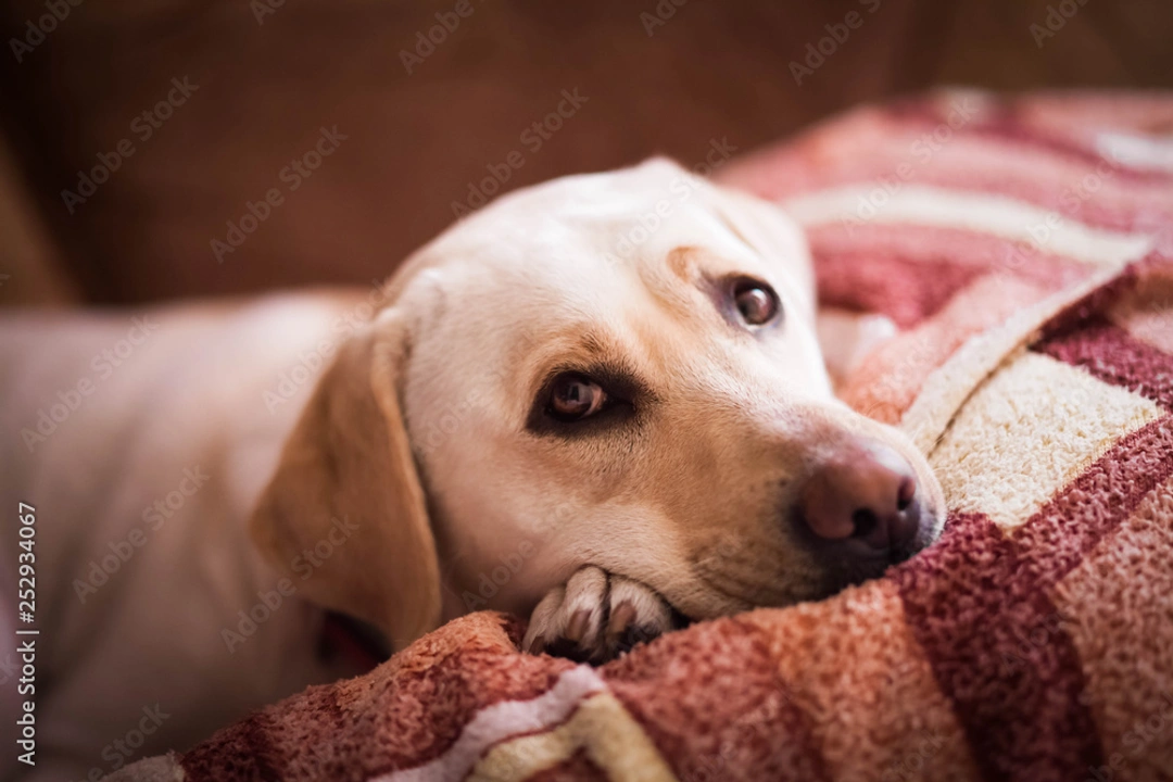 How to recognise silent pain signals in your dog