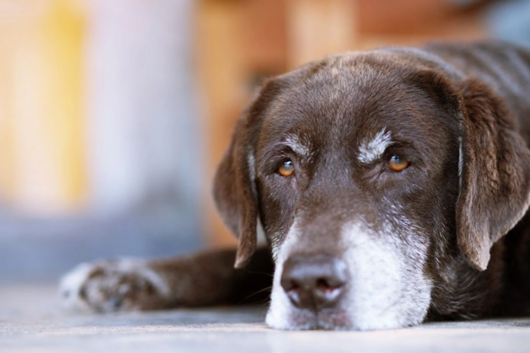 Understanding Vestibular (Old Dog) Syndrome in Senior Dogs