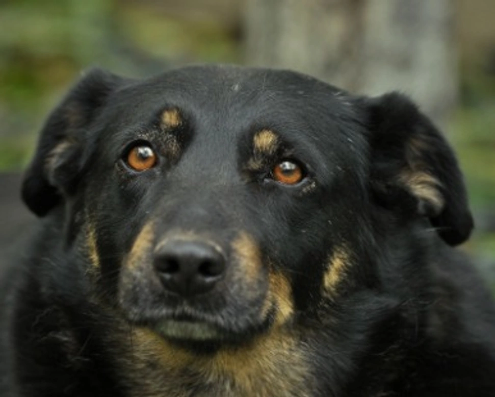 Associazioni animali: Gruppo Animalista dei Castelli Romani