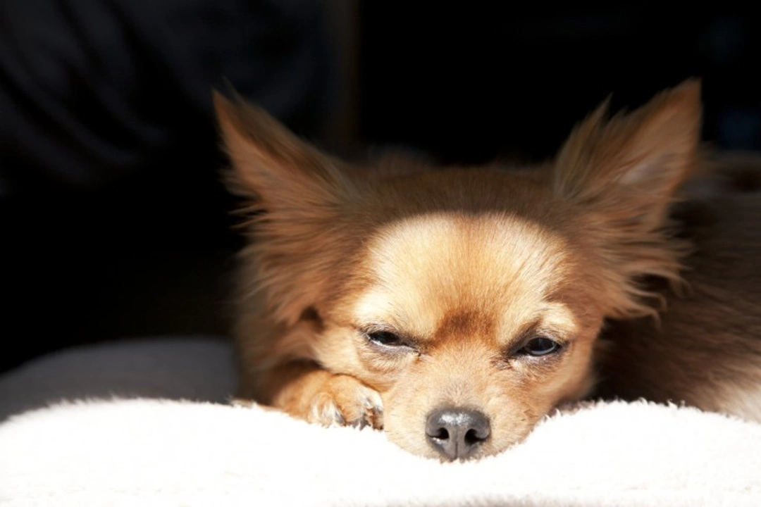 Photophobia in Dogs: Causes, Symptoms & Vet Care