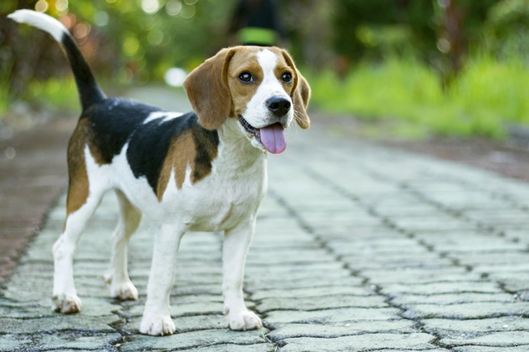 How to Care for a Dog with a Stomach Upset: Step-by-Step Guide