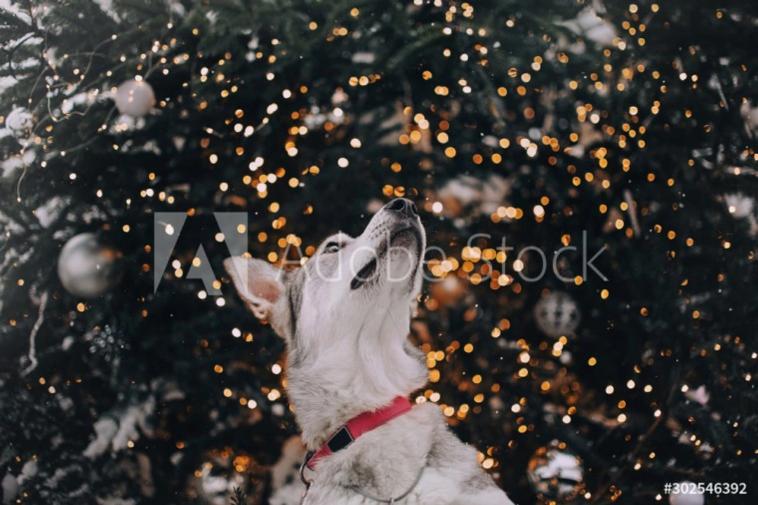 5 Hidden Hazards for Dogs on New Year’s Day: What to Watch