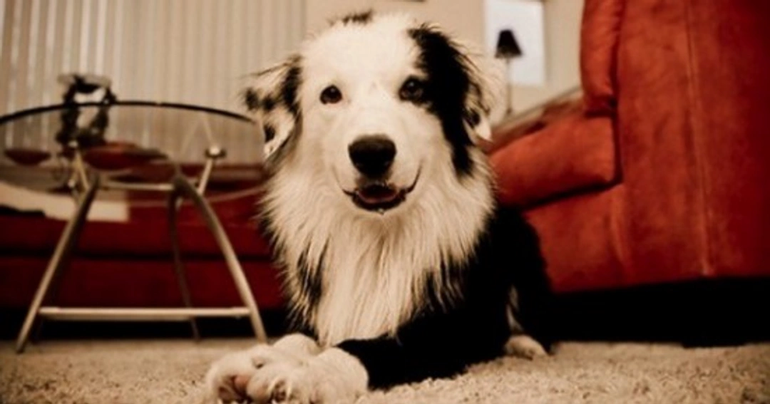 Animales en comunidades de vecinos