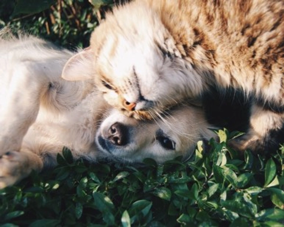 Razze di cani adatte a convivere con i gatti