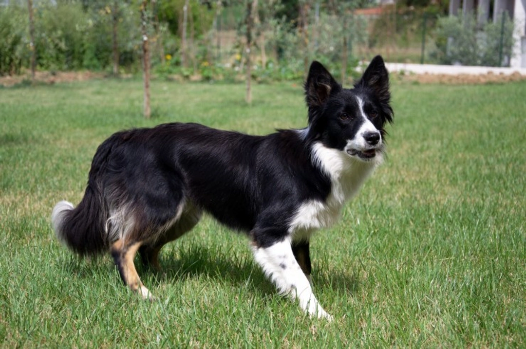 Raine syndrome DNA testing guide for Border Collies