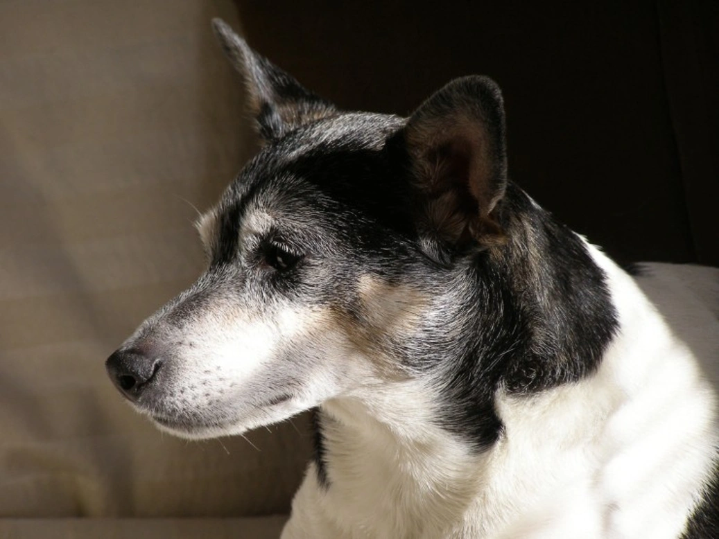 Smooth Coated Fox Terrier vs Rat Terrier: Key Differences