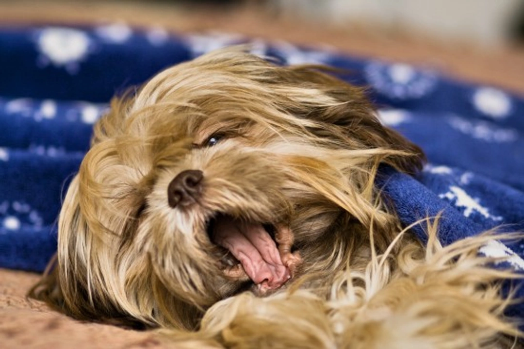 Shorkie Hybrid Dog Breed: Care, Traits & Buying Guide