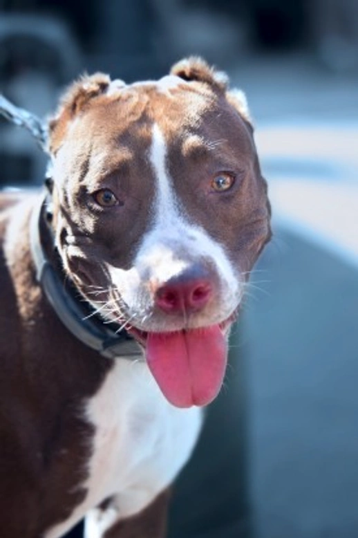 Common Health Issues in the Alapaha Blue Blood Bulldog