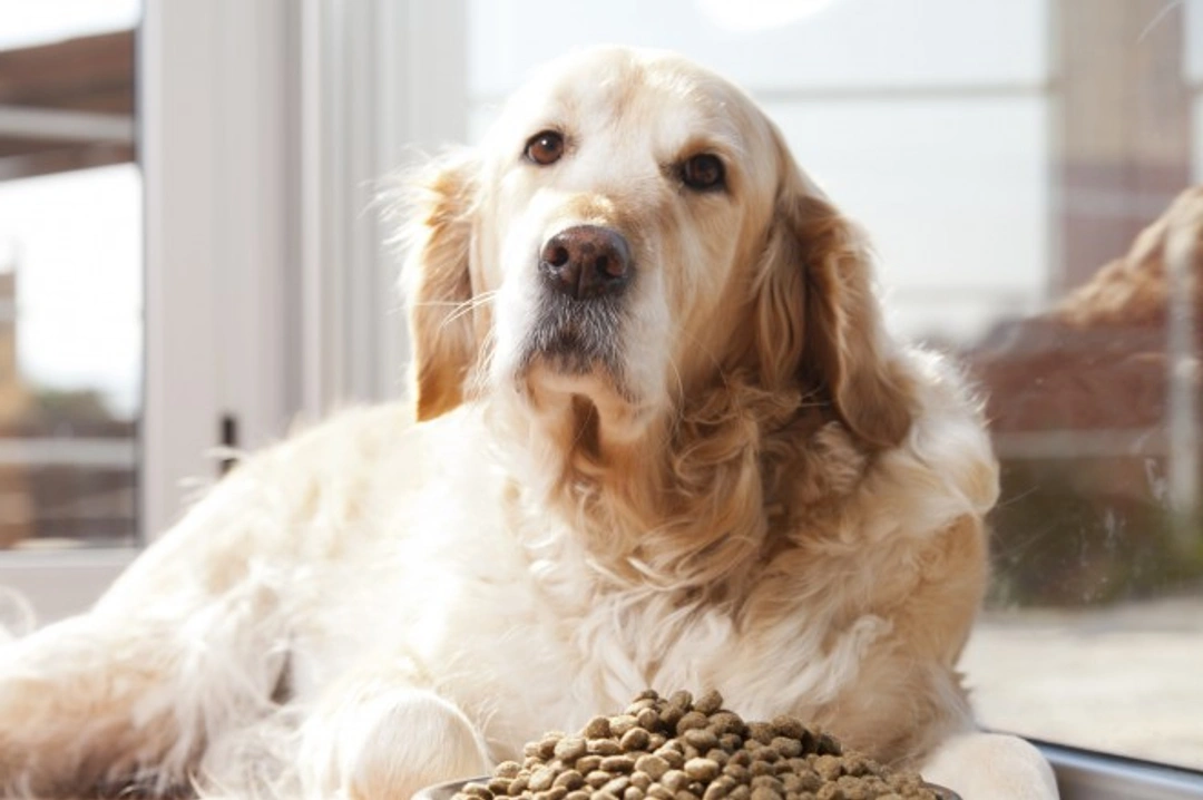 5 Canine Health Conditions Affected by Their Food