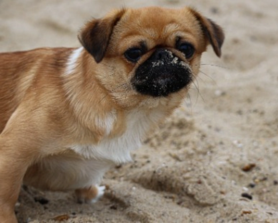 Associazioni animali: Gli Angeli di Pasquale