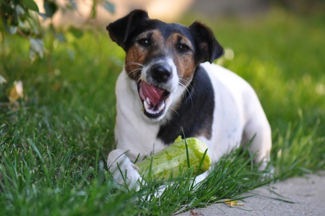 Why Dogs Pull Faces After Eating: Causes Explained