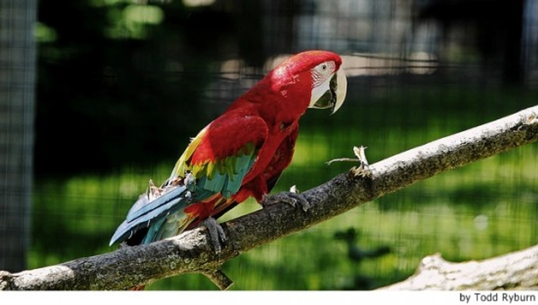 Enfermedades de aves que se detectan mediante sus plumas