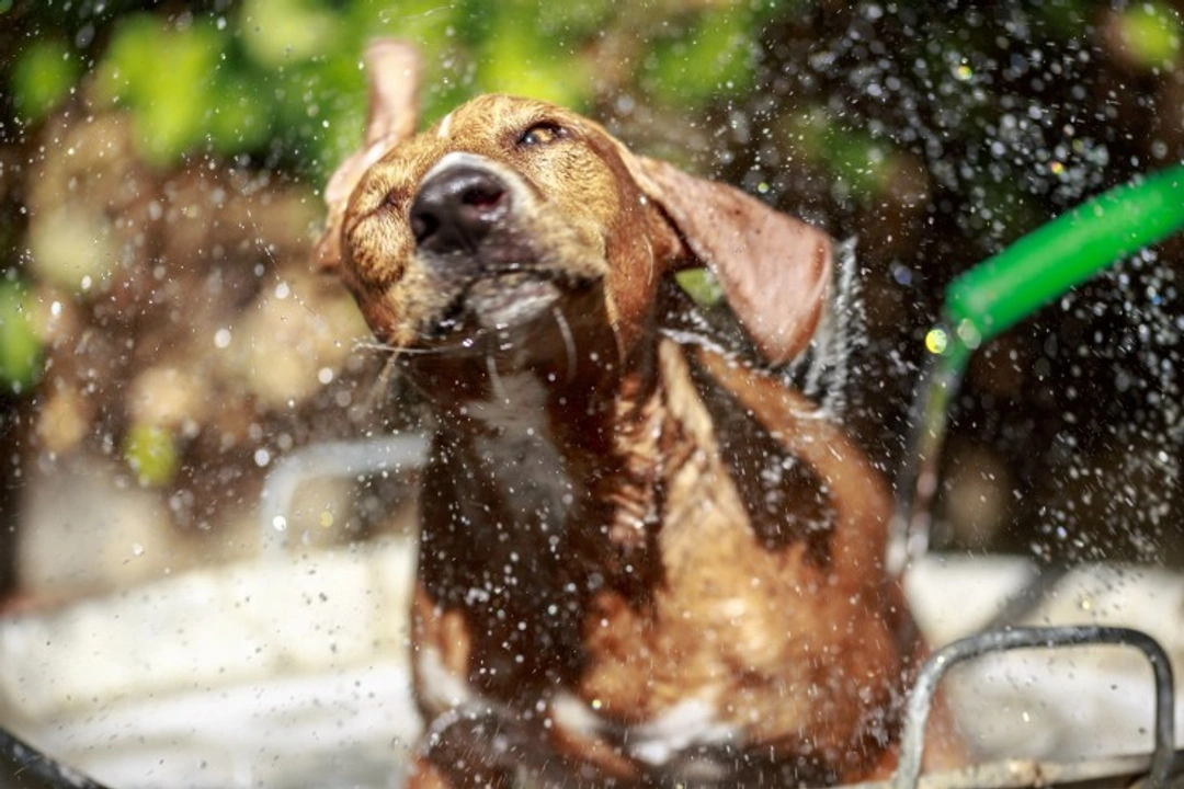 Why Do Dogs Go Loopy After Baths or Grooming?