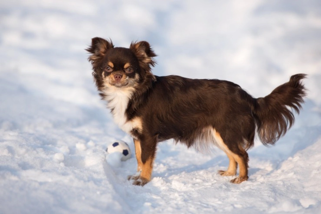 How to Walk Your Dog Safely in the Snow: Top Winter Tips
