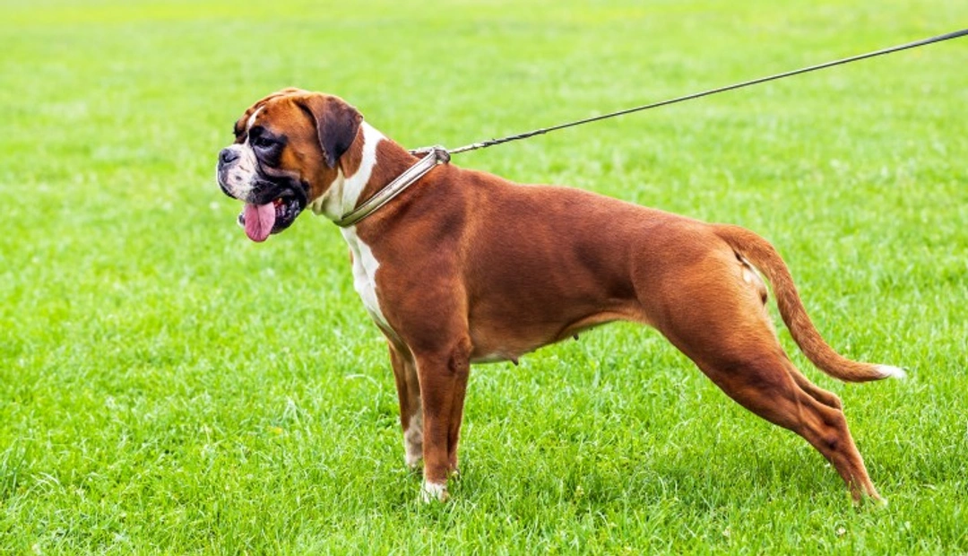Downsides of Owning a Boxer Dog: What to Expect