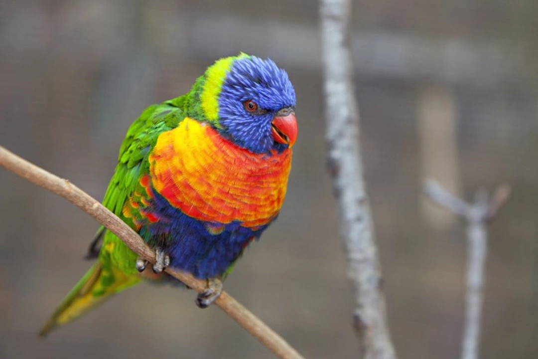 Lorikeets as Companion Pets: Care & Training Guide