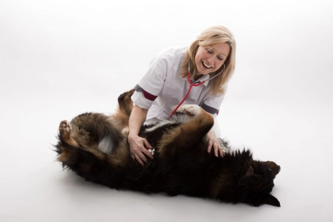 Vomiting and Regurgitation in Dogs and Puppies: When to Seek Help