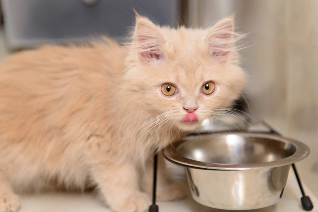 Complete Guide to Feeding Your New Kitten the Right Way