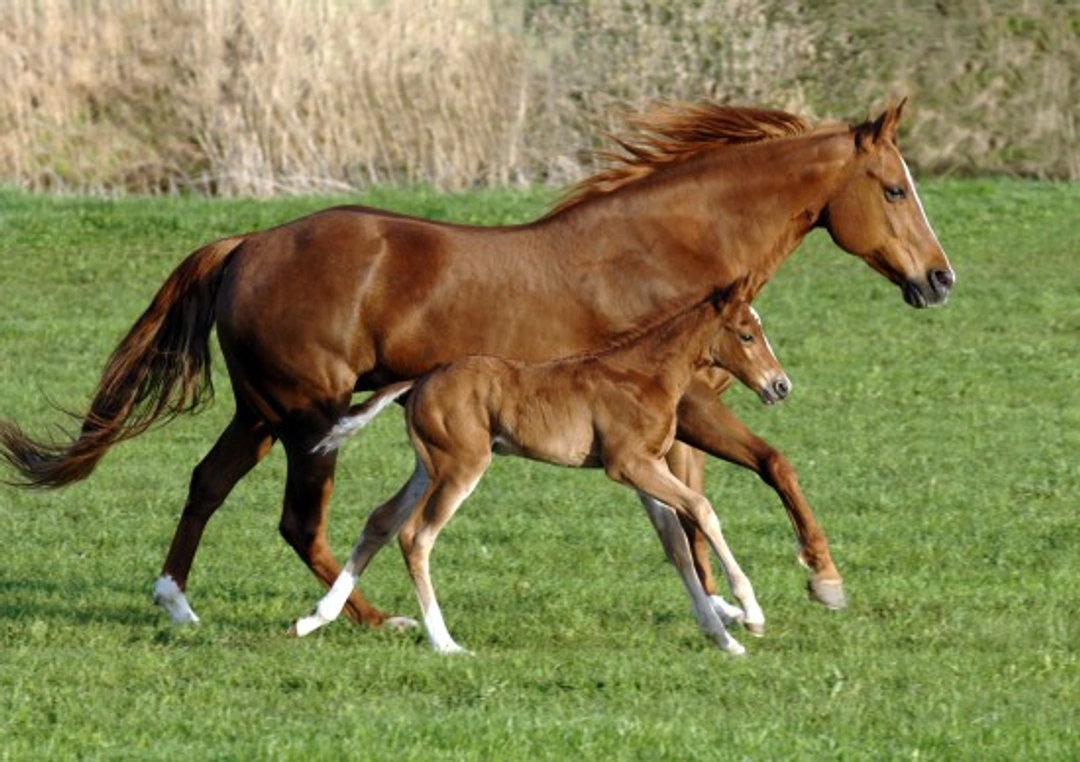 How Foals Learn from Their Mothers: A Behaviour Study