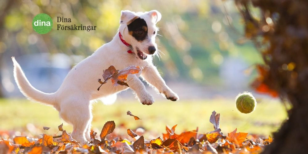 Tips för en trygg höstpromenad med din hund