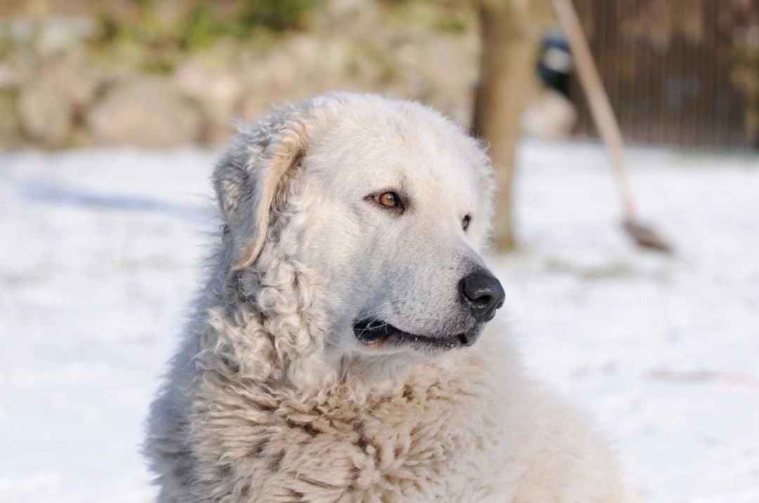 The Fascinating History of the Great Pyrenees Dog Breed