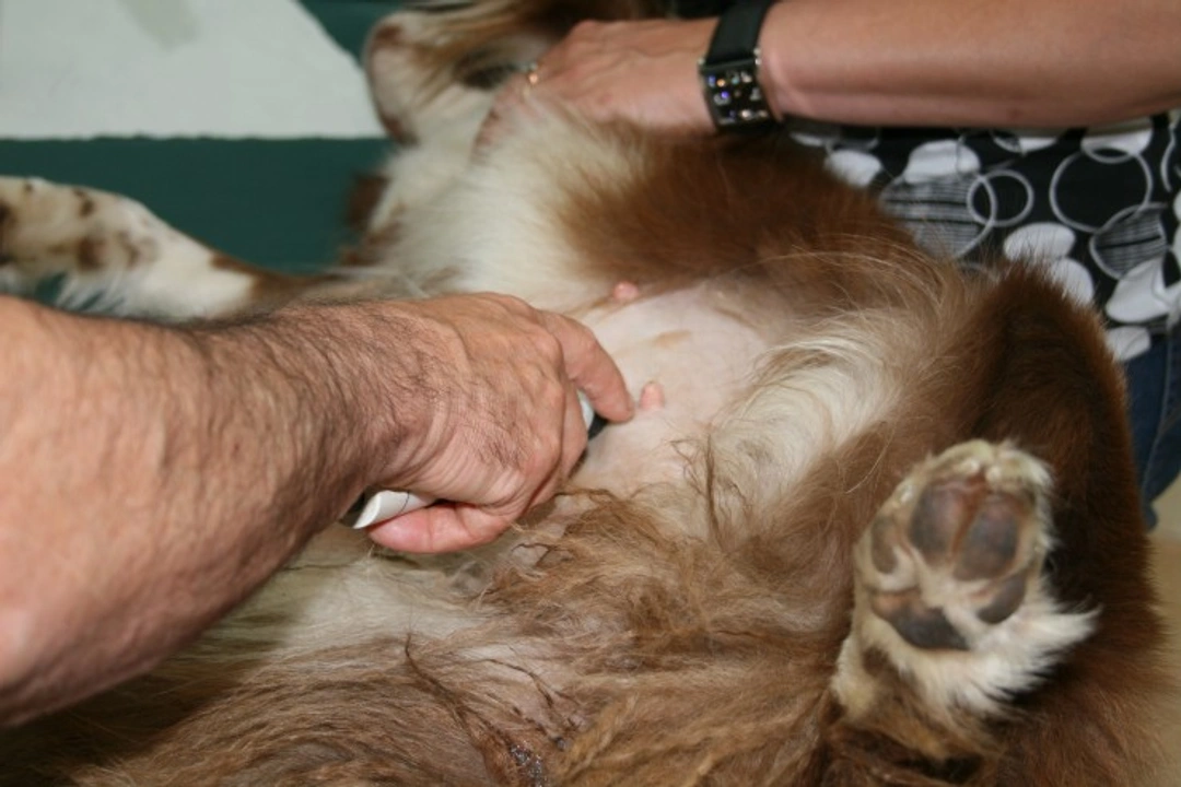 Dog Nipple Cysts: Causes, Symptoms & Treatment Guide