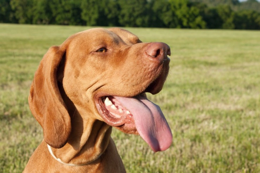 Epilepsy in Hungarian Vizslas: Causes & Management Guide