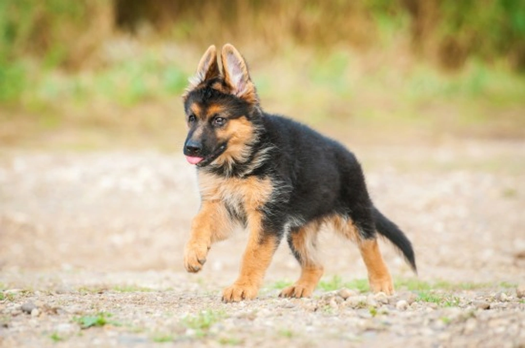 Panosteitis in Puppies: Causes, Symptoms & Care Guide