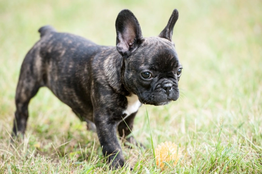 Training the French Bulldog Puppy: Effective Tips for Success