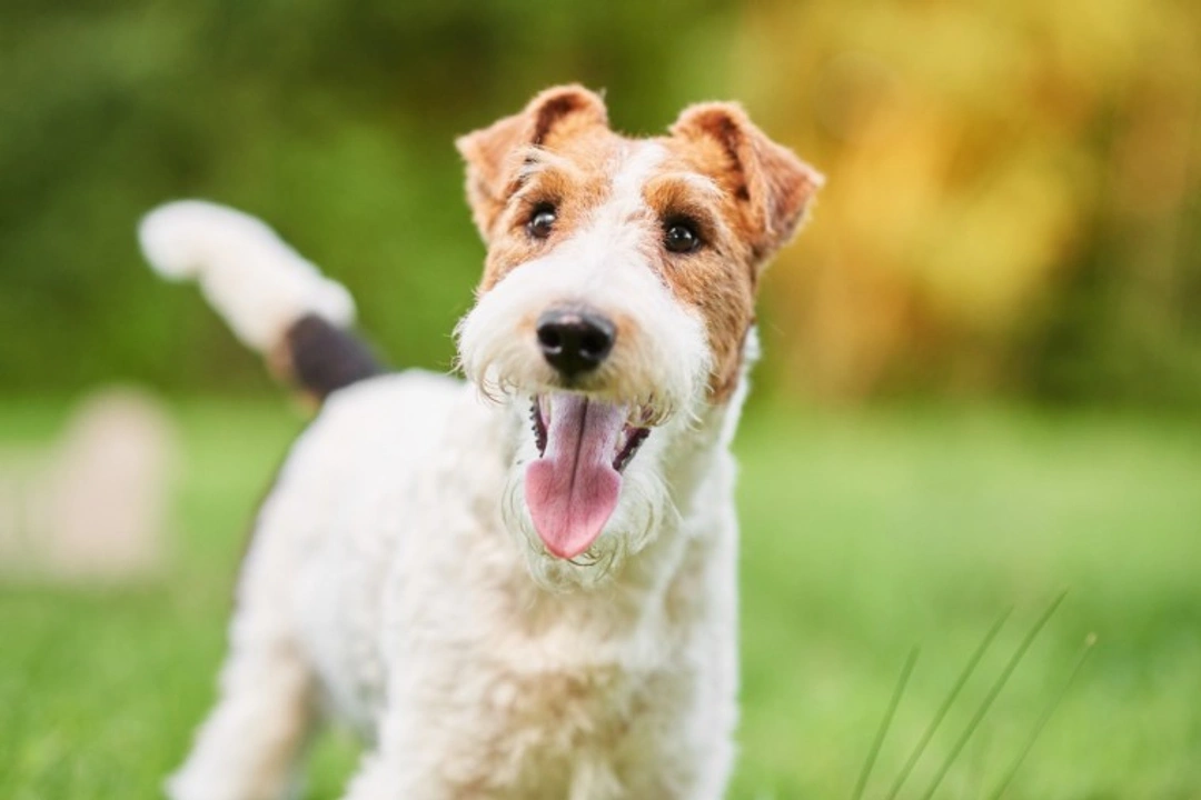 6 Subtle Symptoms Your Dog May Have Fleas
