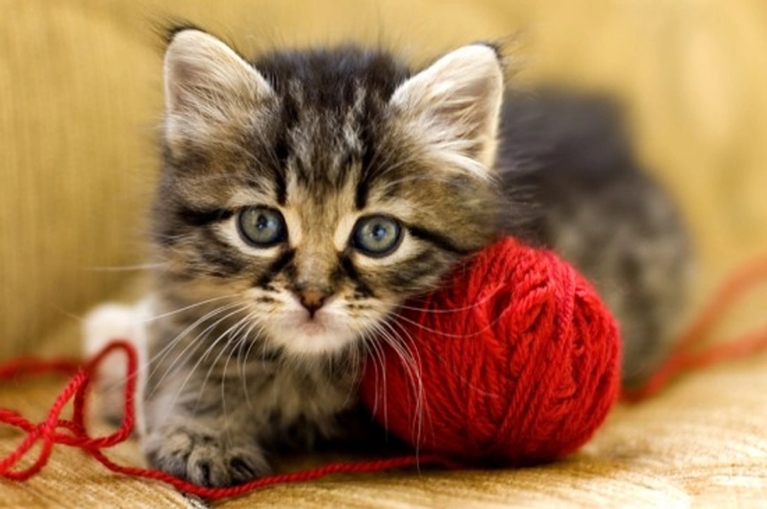 Wool-eating in Cats: Causes, Risks & Management