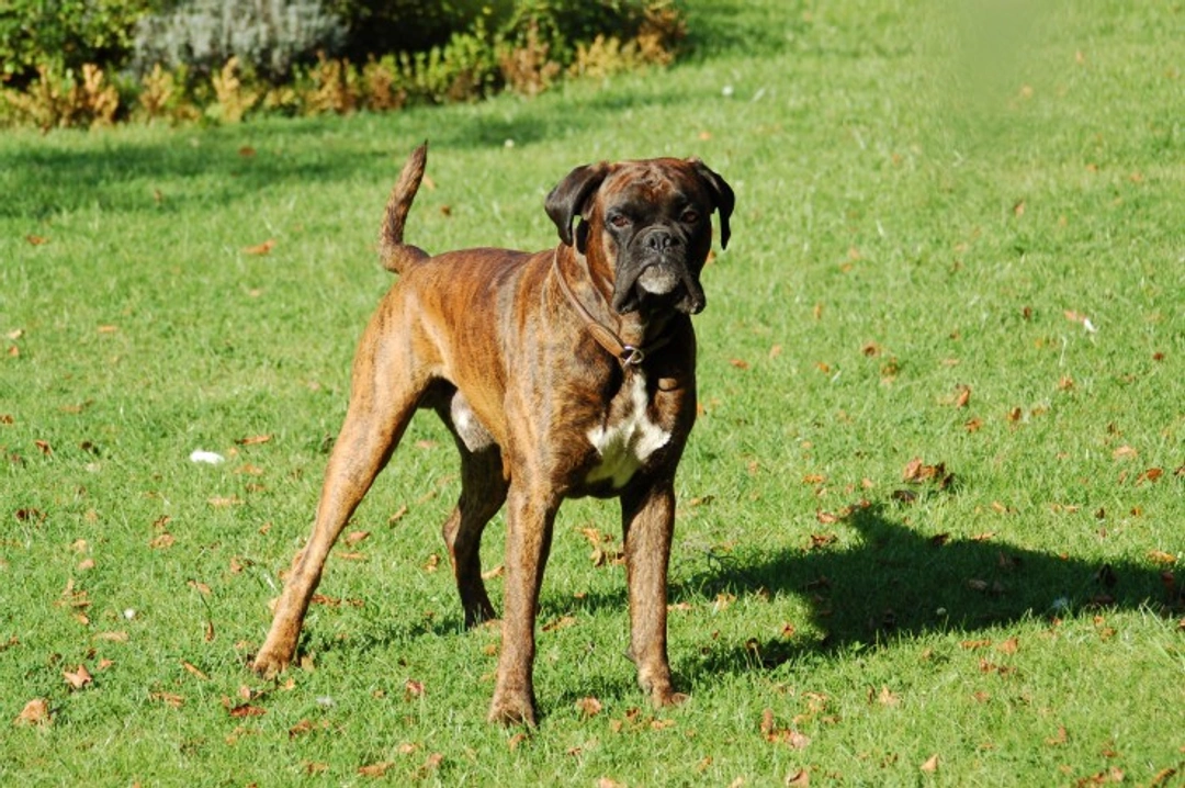 Boxer Dog Health: Essential Care & Key Concerns