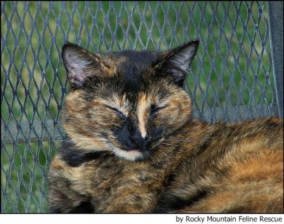 Cómo ayudar a protectoras y animales abandonados