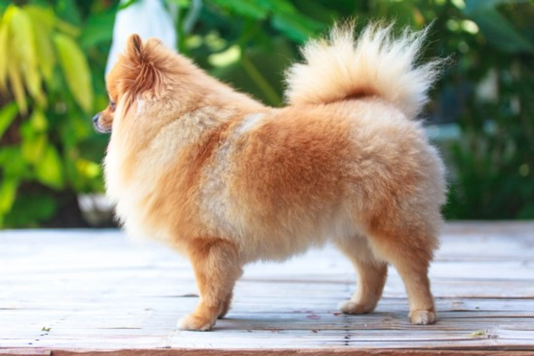 Pomeranian Dog Health, Longevity & Care Guide