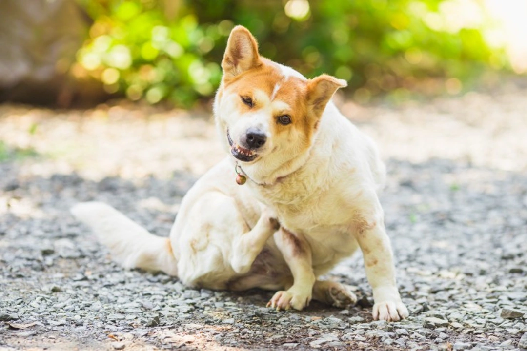 Top 5 Causes of Itching in Dogs: Causes & Solutions