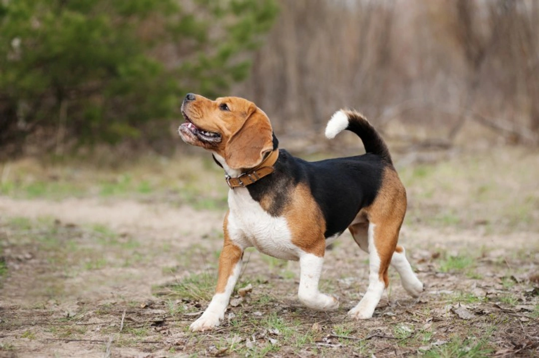 Most Excitable Dog Breeds: Top 6 Energetic Pets
